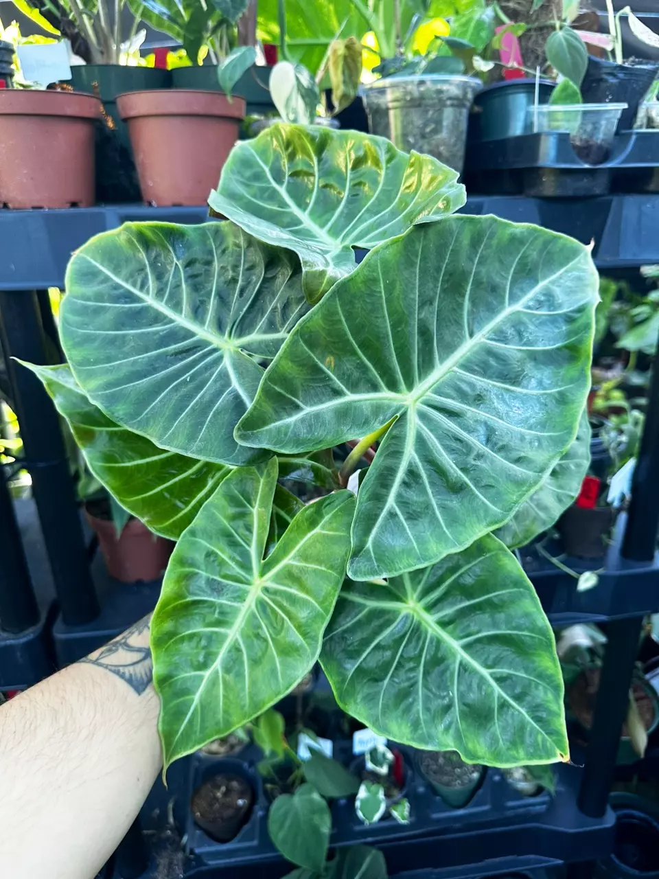 6” Alocasia Pink Dragon thumbnail