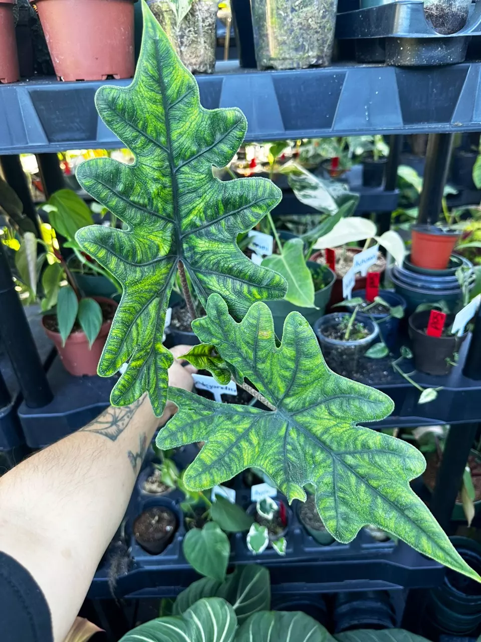 4” Alocasia Jacklyn thumbnail