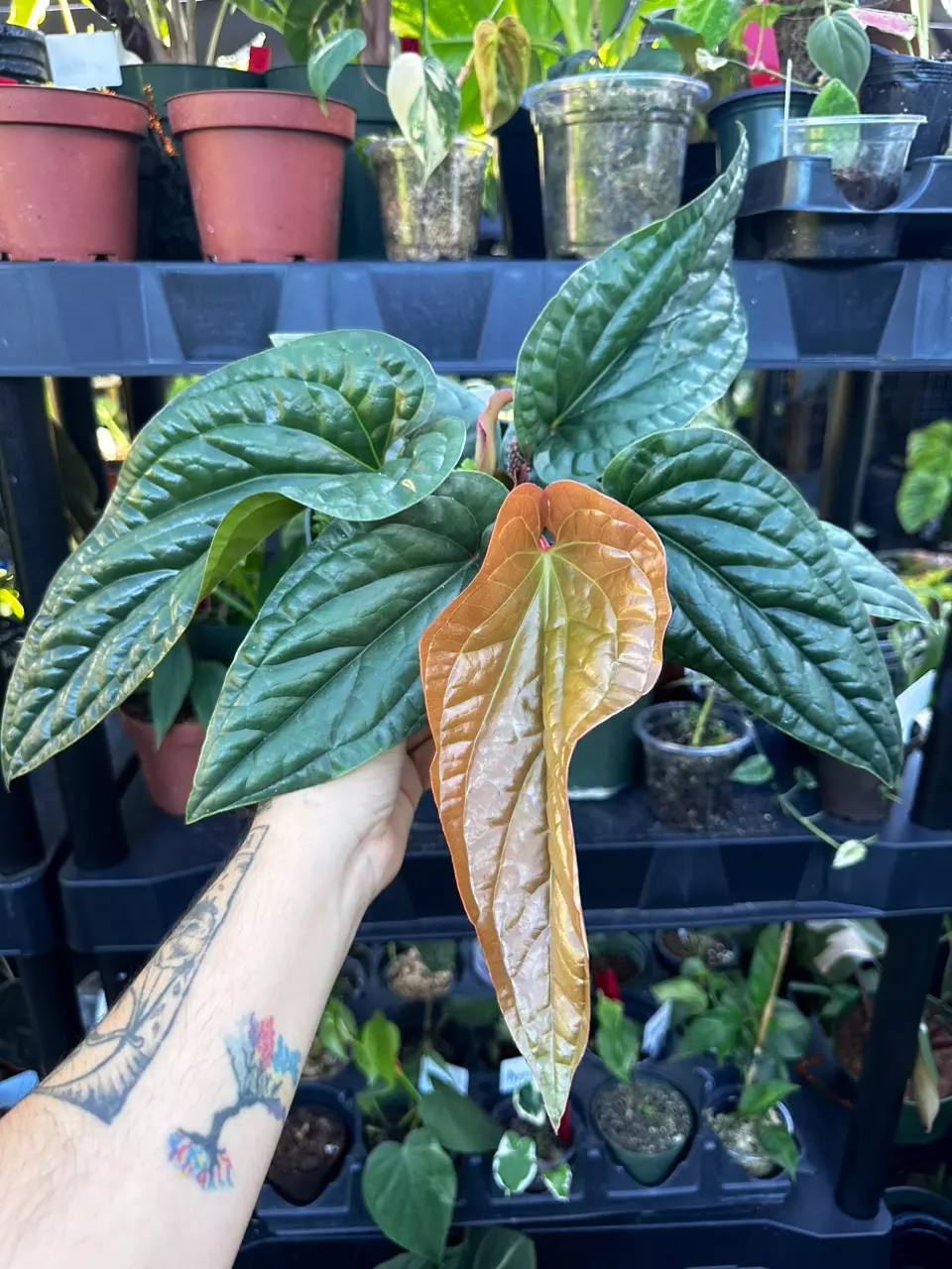 6” Anthurium Rad x Lux (Radicans x Luxurians) thumbnail