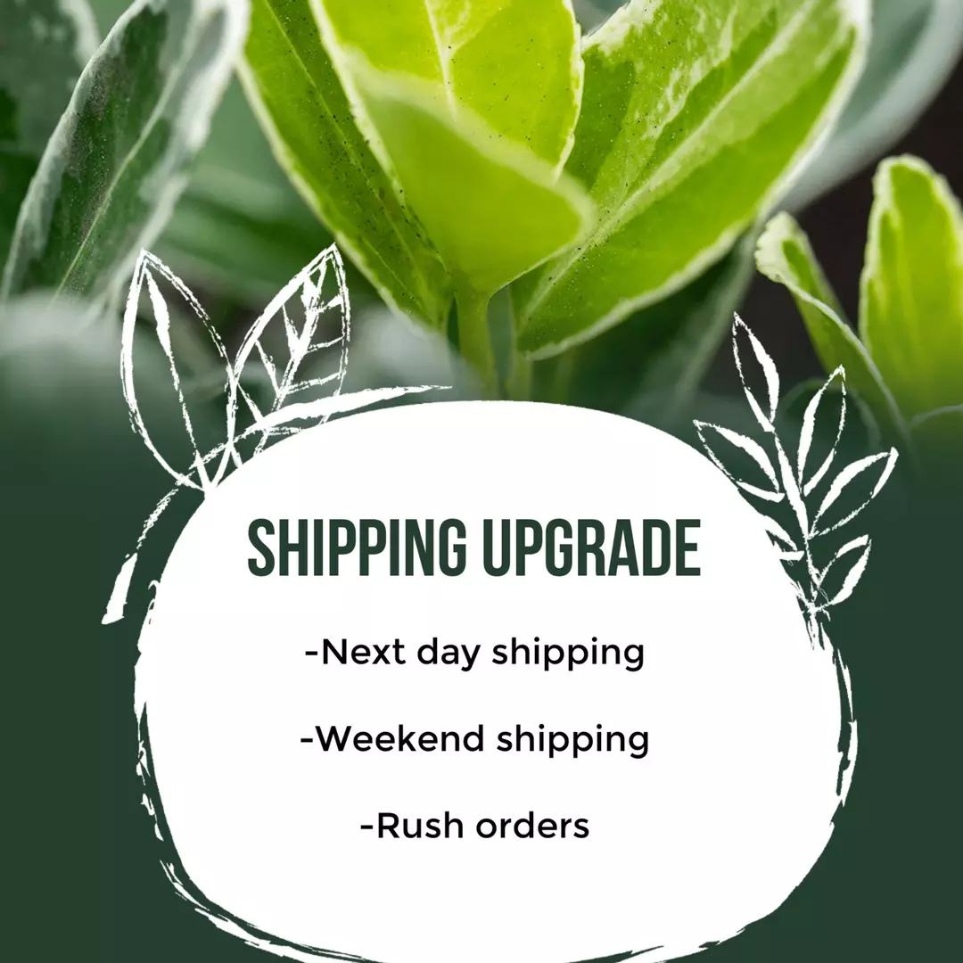 Upgraded shipping 2 day thumbnail