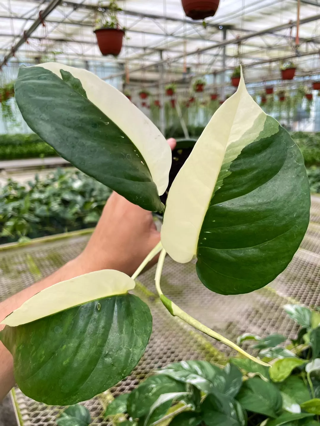 epipremnum pinnatum albo 4” Pot thumbnail