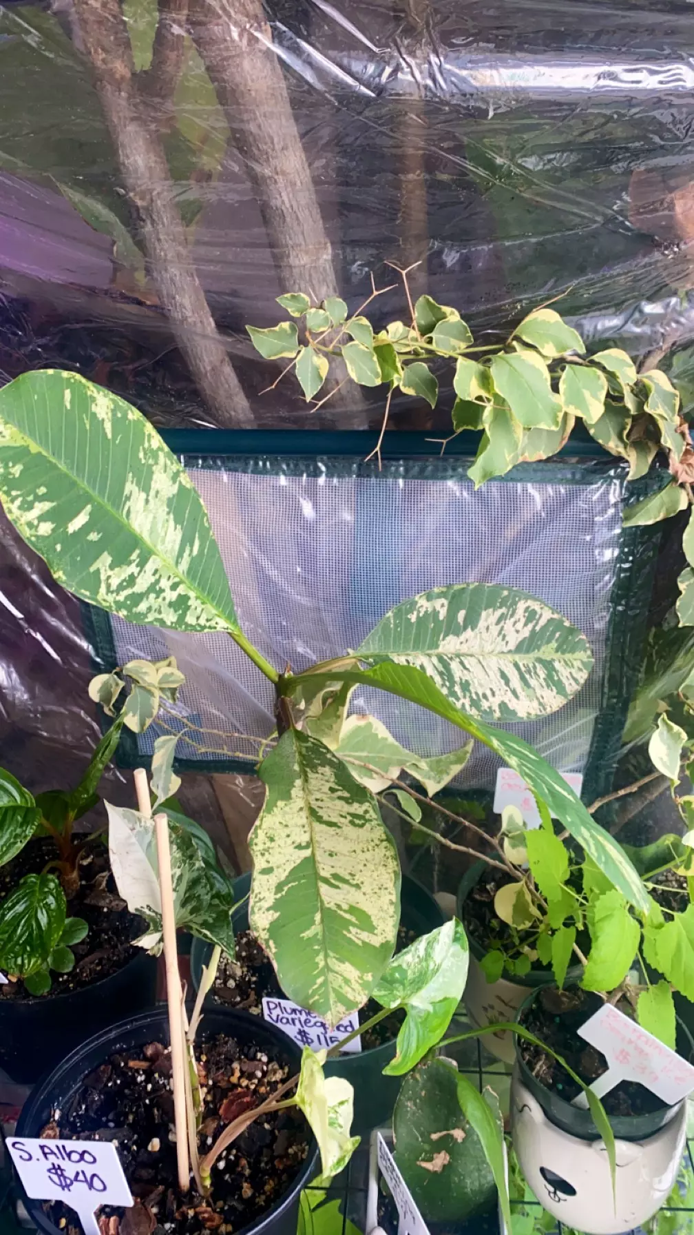 Plumeria Variegated (Maya) thumbnail