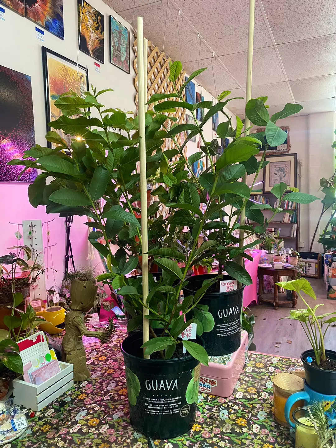 Guava Tree thumbnail