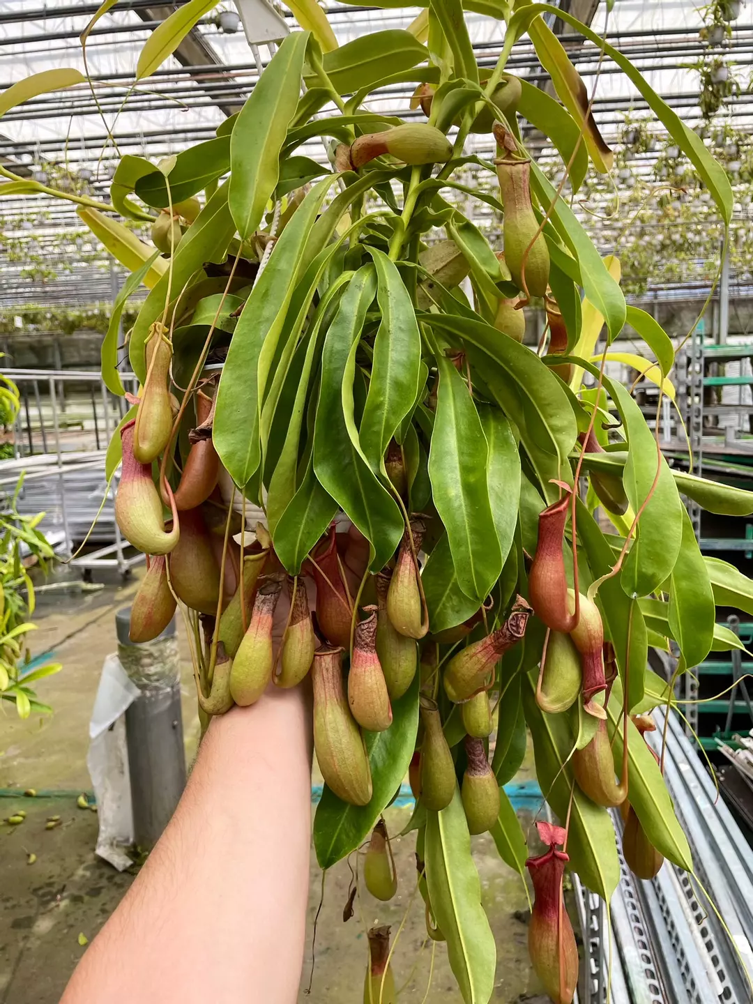 Alata Pitcher Plant Grade A+ Hanging Basket thumbnail
