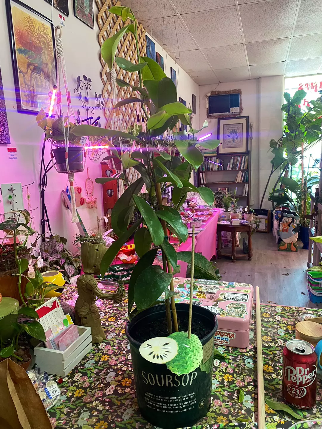 Soursop Tree thumbnail