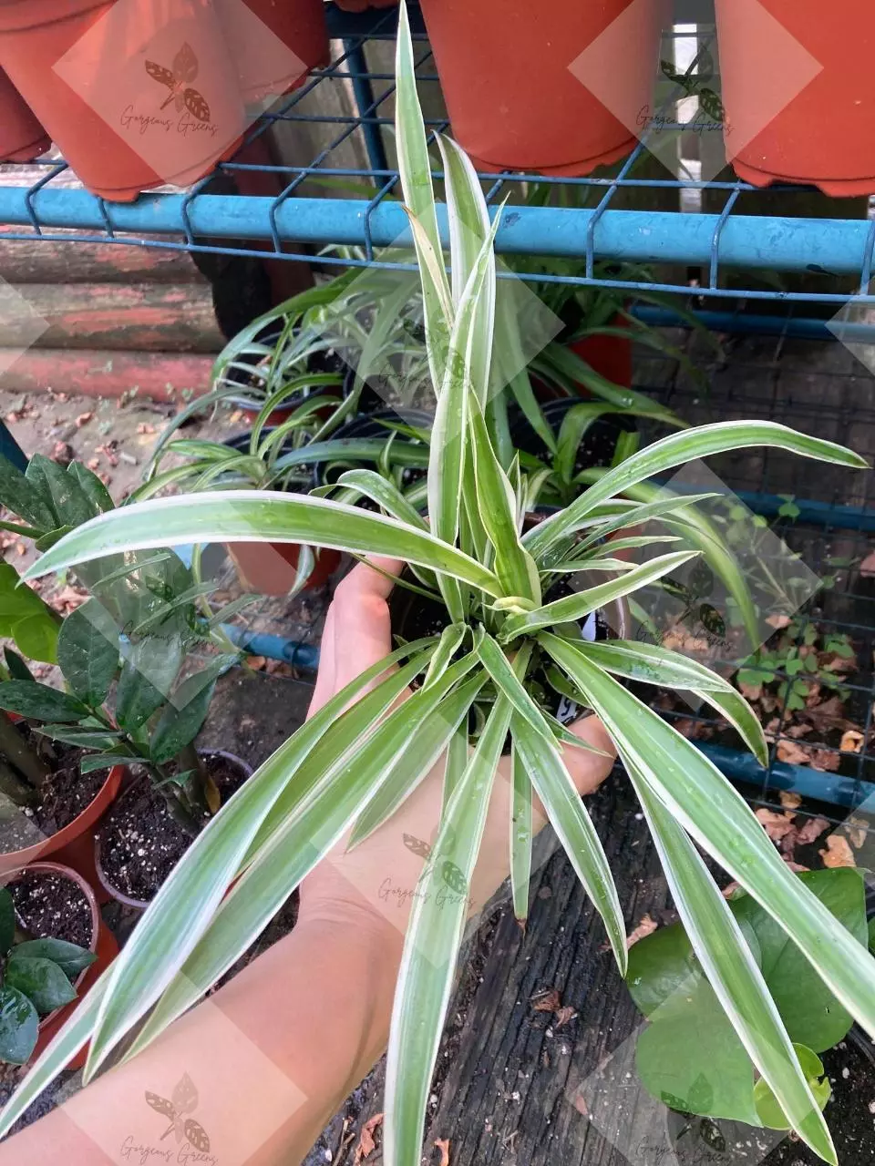 Spider Plants Reverse Varigation thumbnail