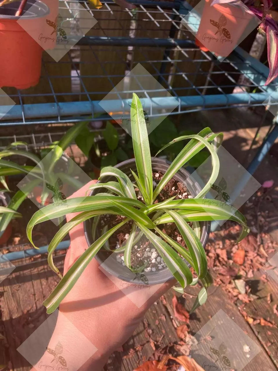 Spider plants "Curly Bonnie" thumbnail