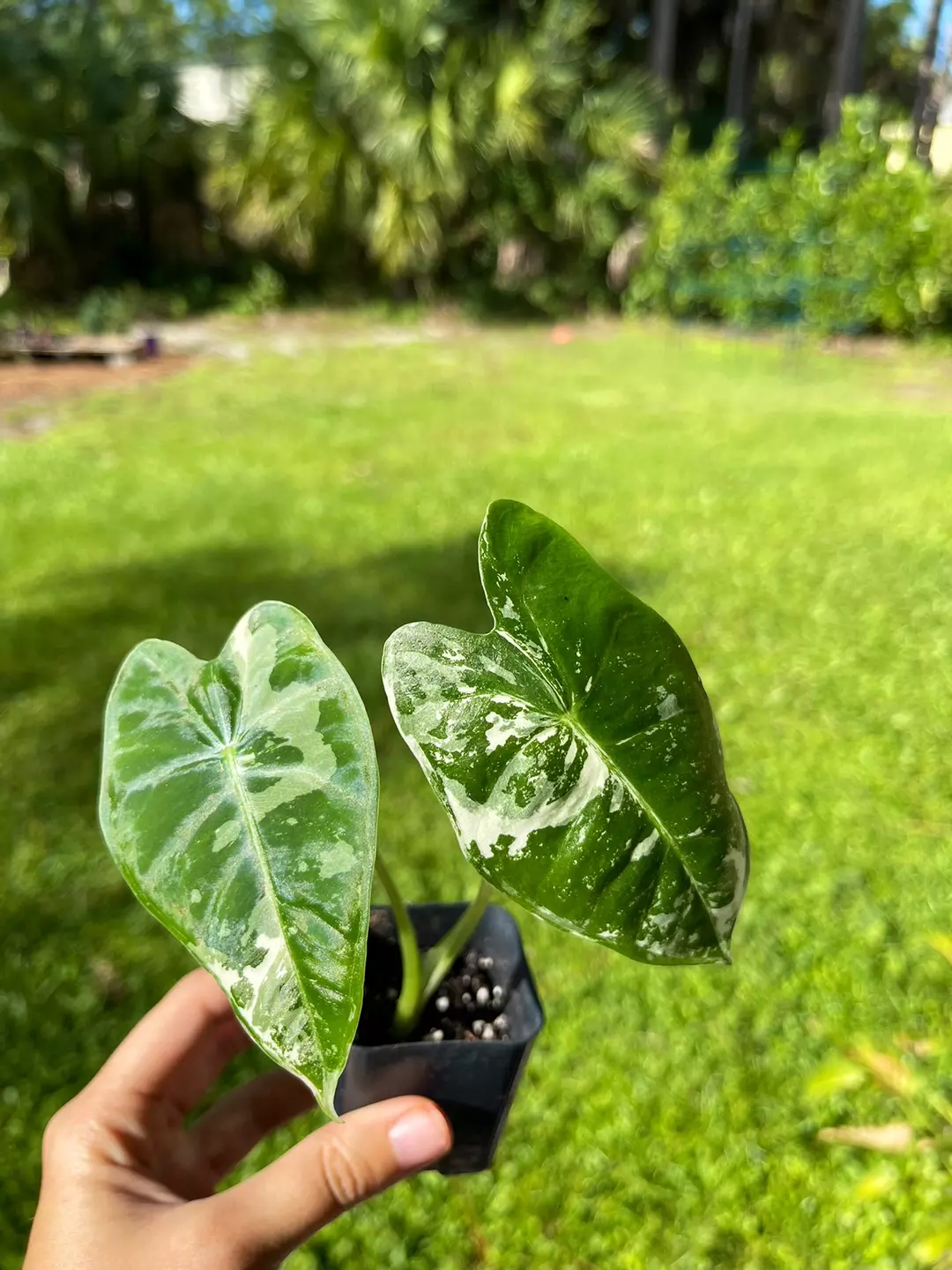 Variegated frydek thumbnail