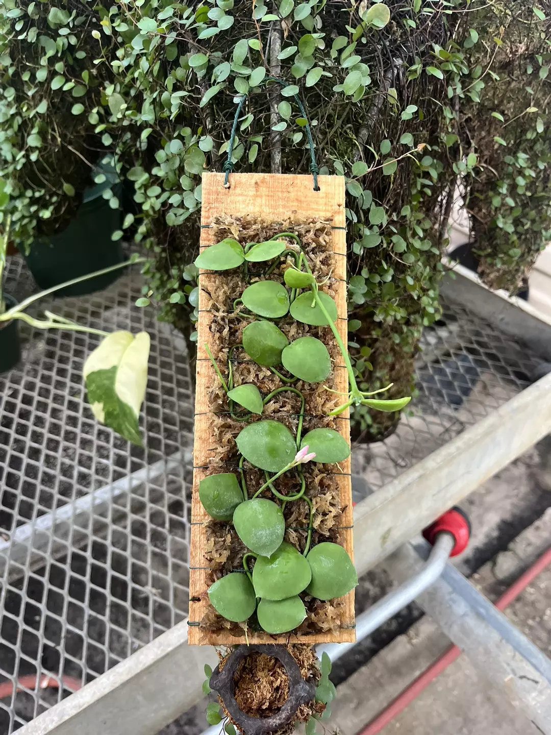 Dischidia on a Plank thumbnail