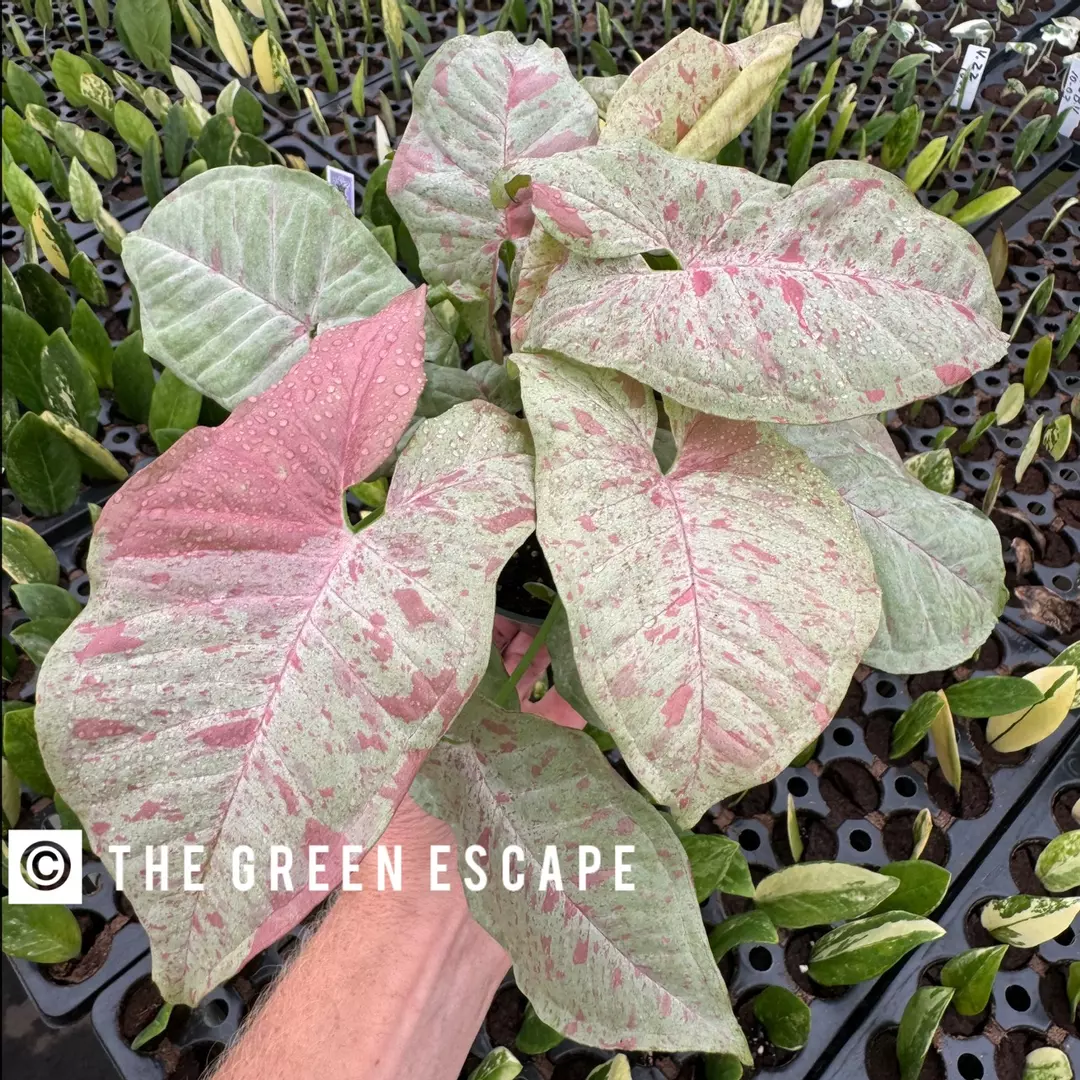 Syngonium milk confetti 4” pot growers choice VV6 thumbnail