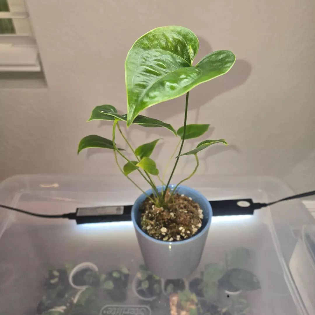 Anthurium Decipiens thumbnail