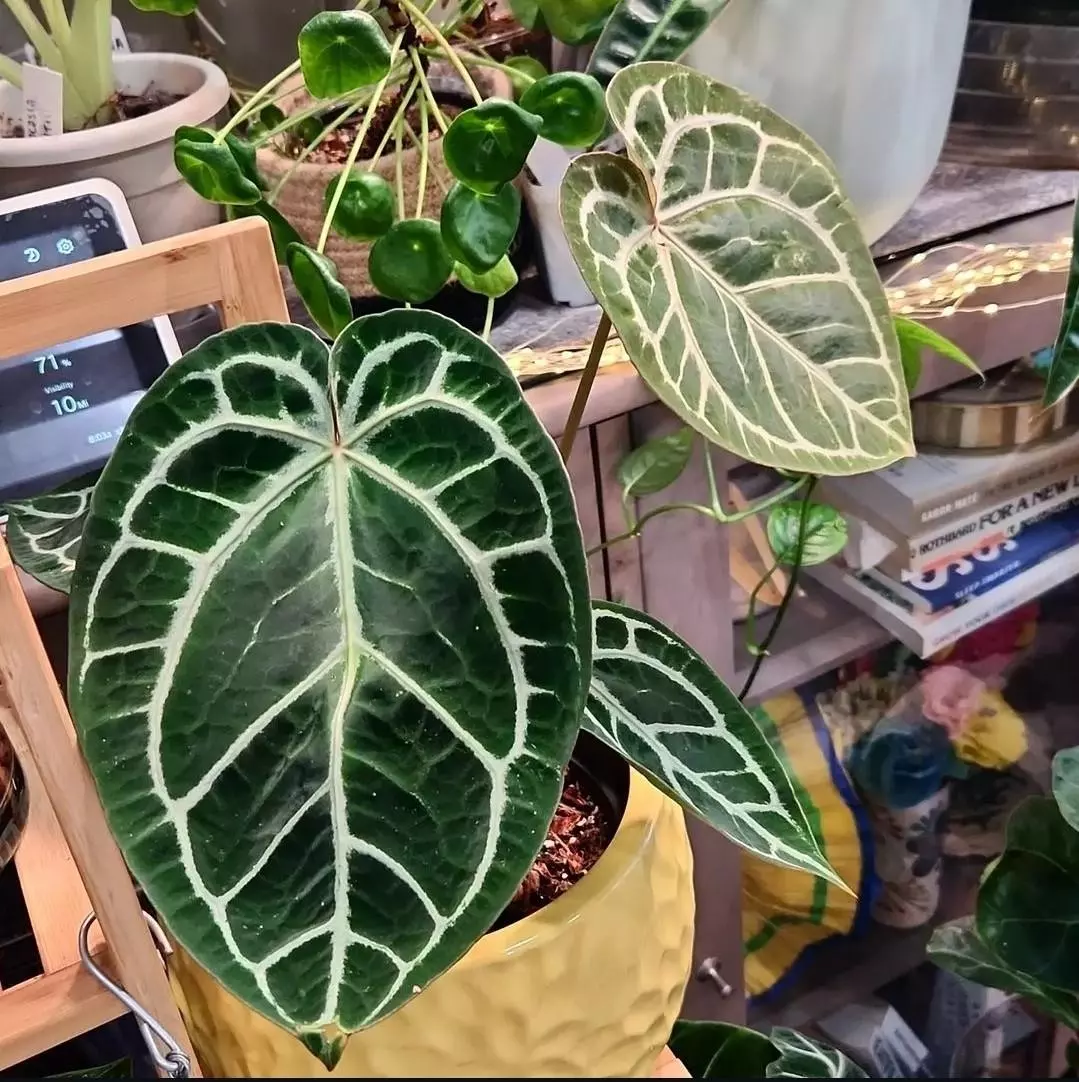 Anthurium Michelle x Brielle x Self Seedlings thumbnail