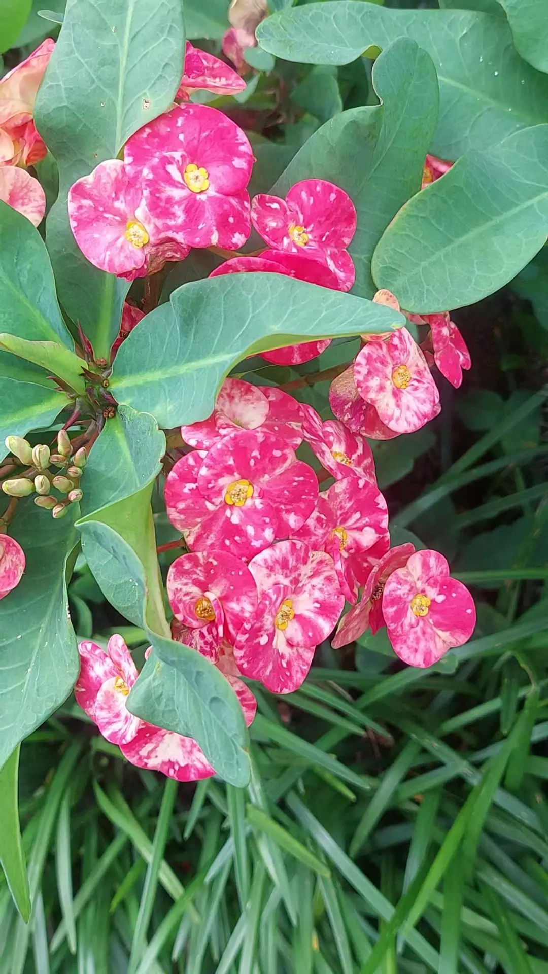 Crown of Thorns CUTTING - EUPHORBIA MILII Corona de Christo  Pink marble Large ' thumbnail