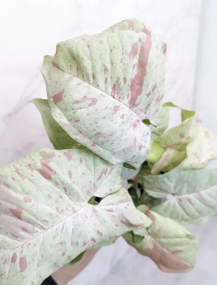 Milk Confetti Syngonium thumbnail