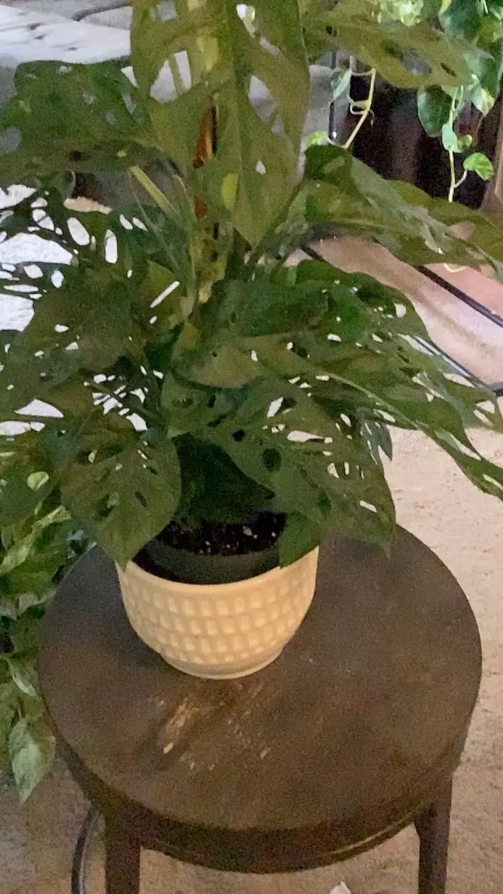 Monstera Swiss Cheese on Stake thumbnail