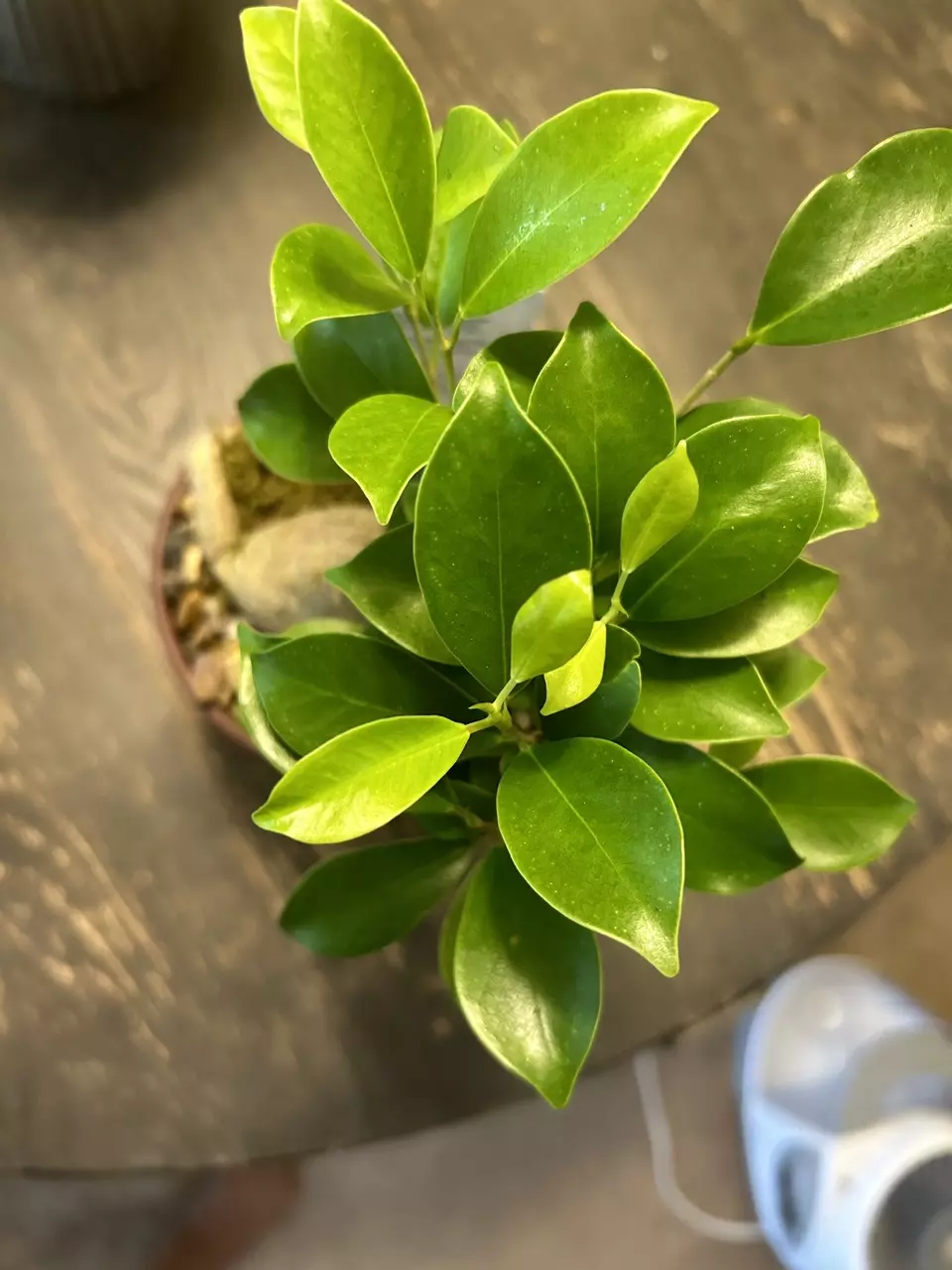Ginseng Ficus thumbnail