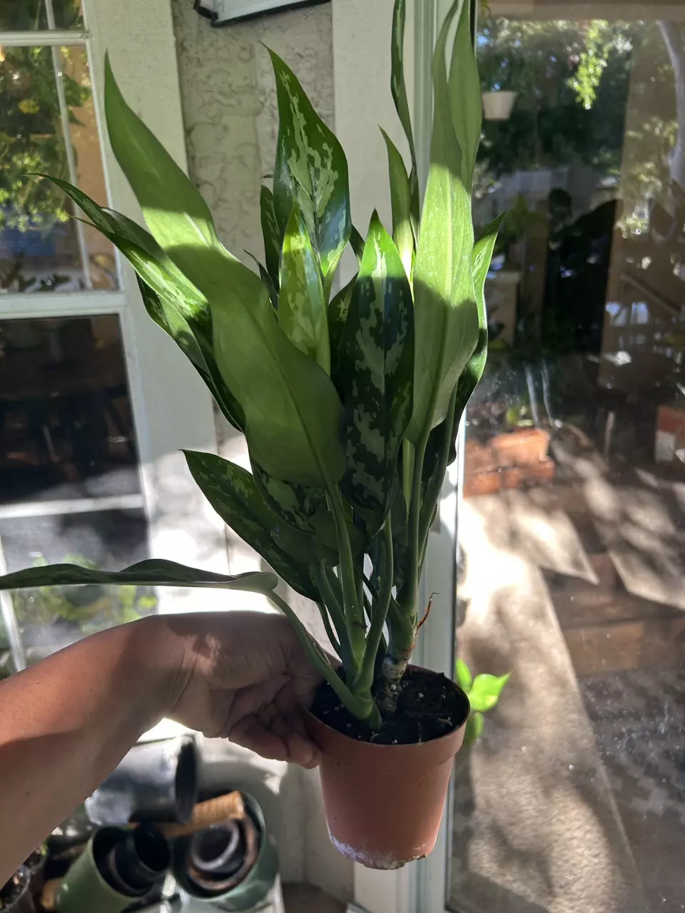 Maria Plant thumbnail