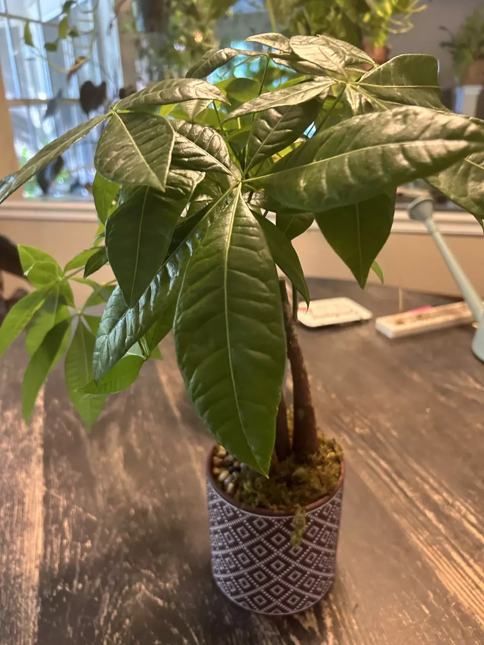 Money Tree in decorative pot thumbnail