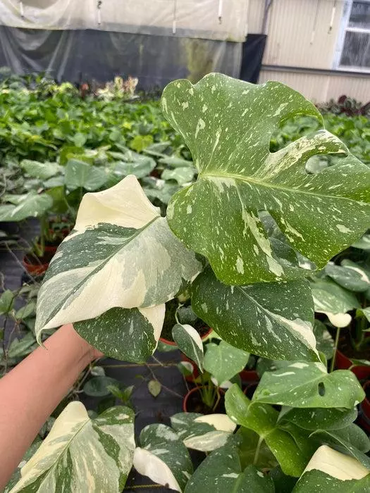 4" Monstera Thai constellation thumbnail