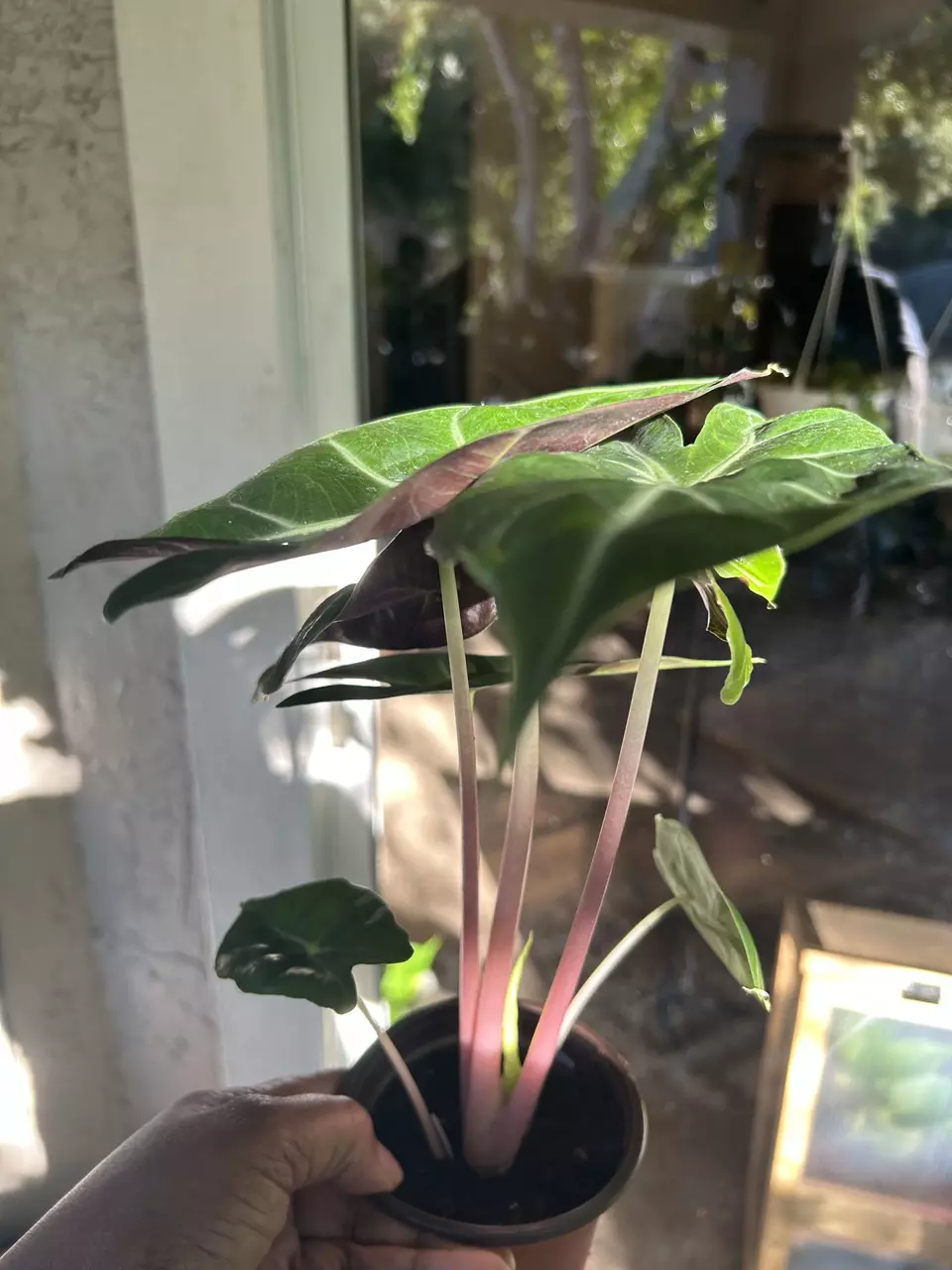 Pink Dragon Alocasia thumbnail