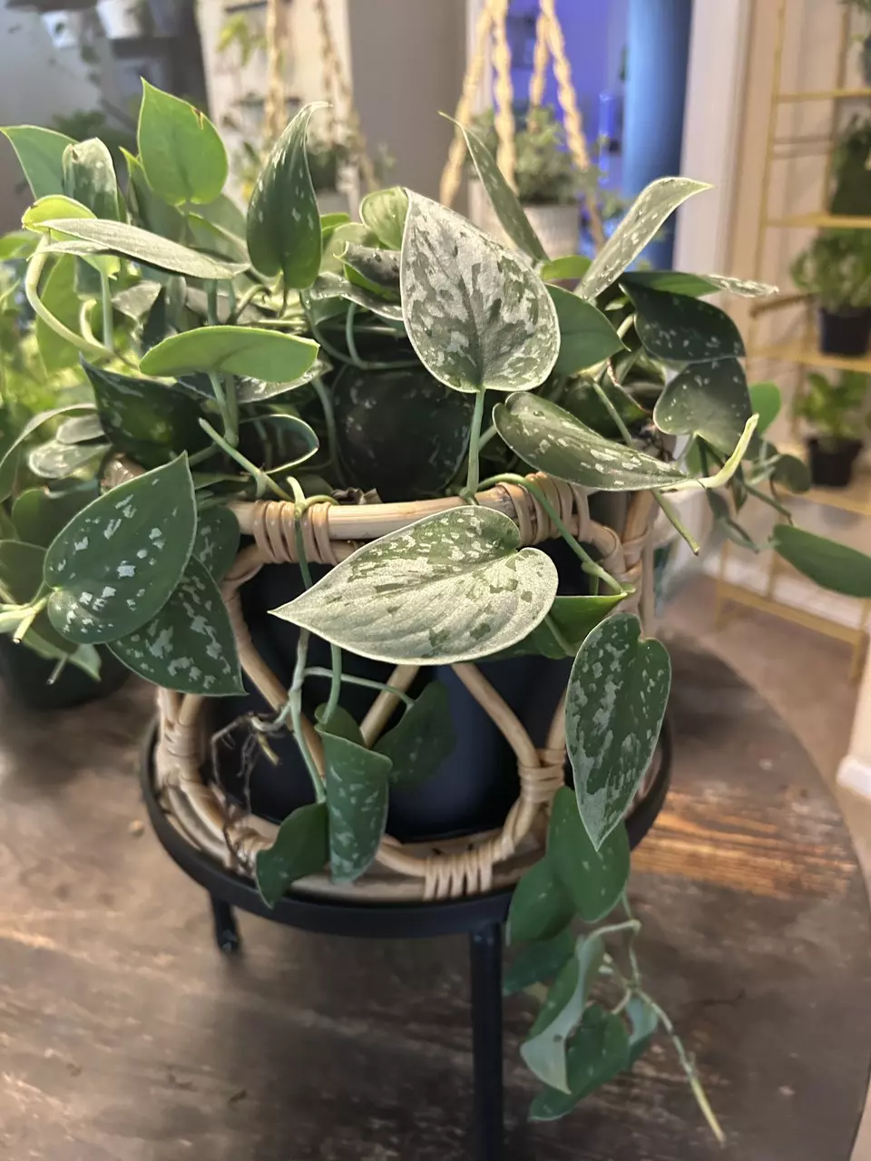 8 inch Silvery Ann Pothos thumbnail
