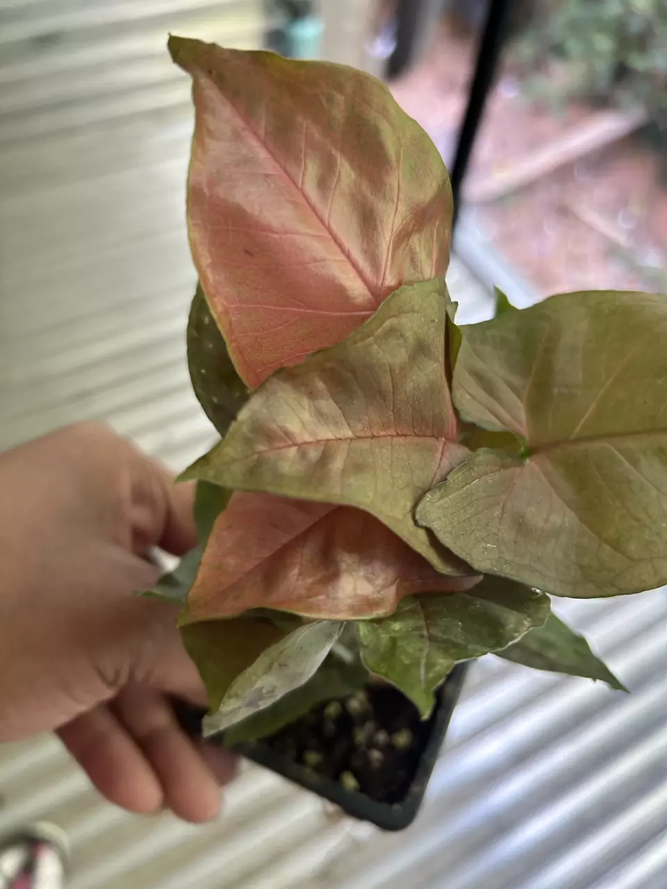 Strawberry Syngonium thumbnail