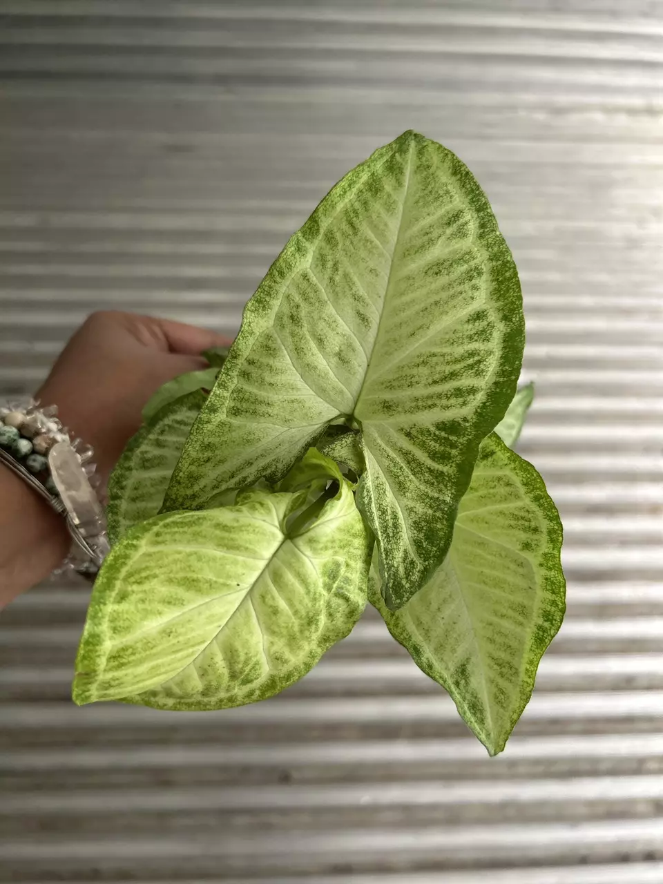 Green Arrowhead Syngonium thumbnail
