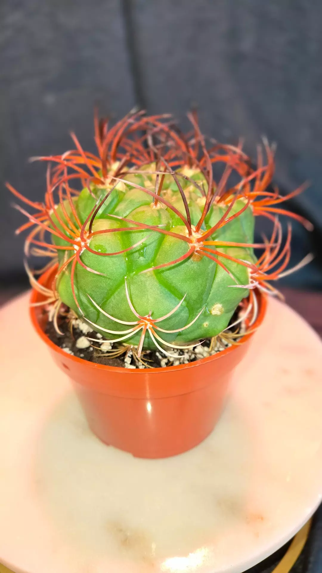 Denmoza Rhodacantha Cactus 🌵 thumbnail