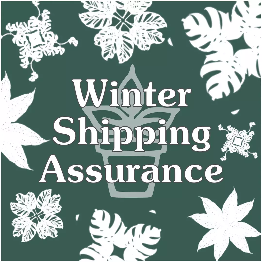 Winter Shipping Assurance thumbnail