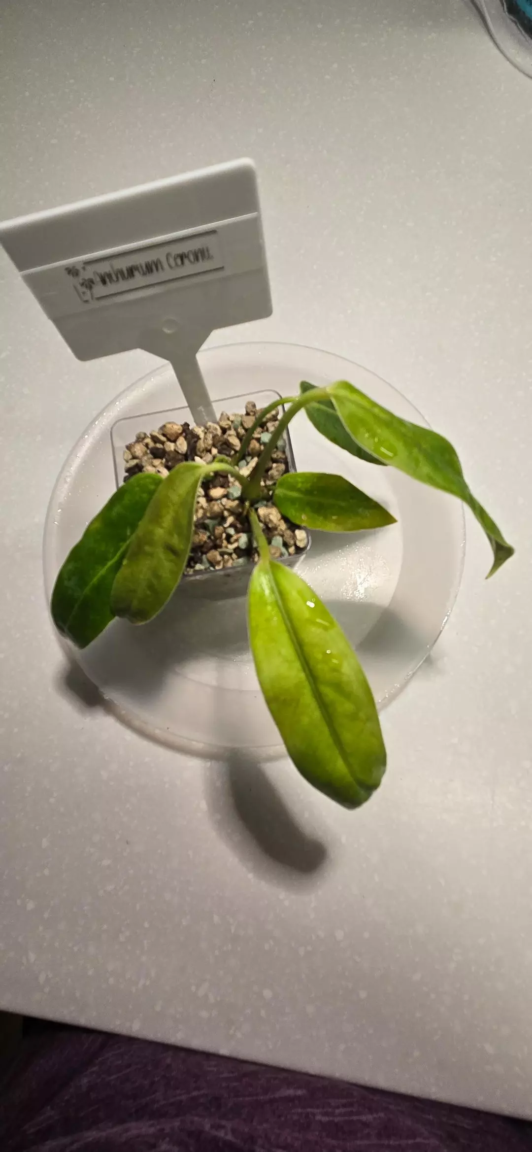 Anthurium Ceroni thumbnail