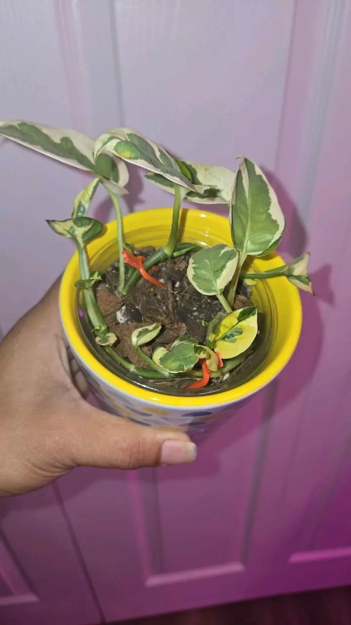 Pothos N' Joy thumbnail