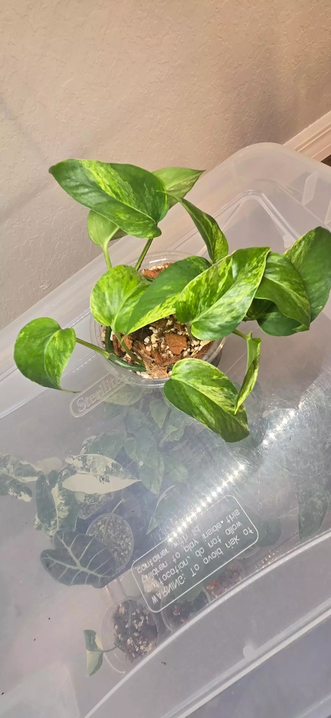 Philodendron Marble Queen thumbnail