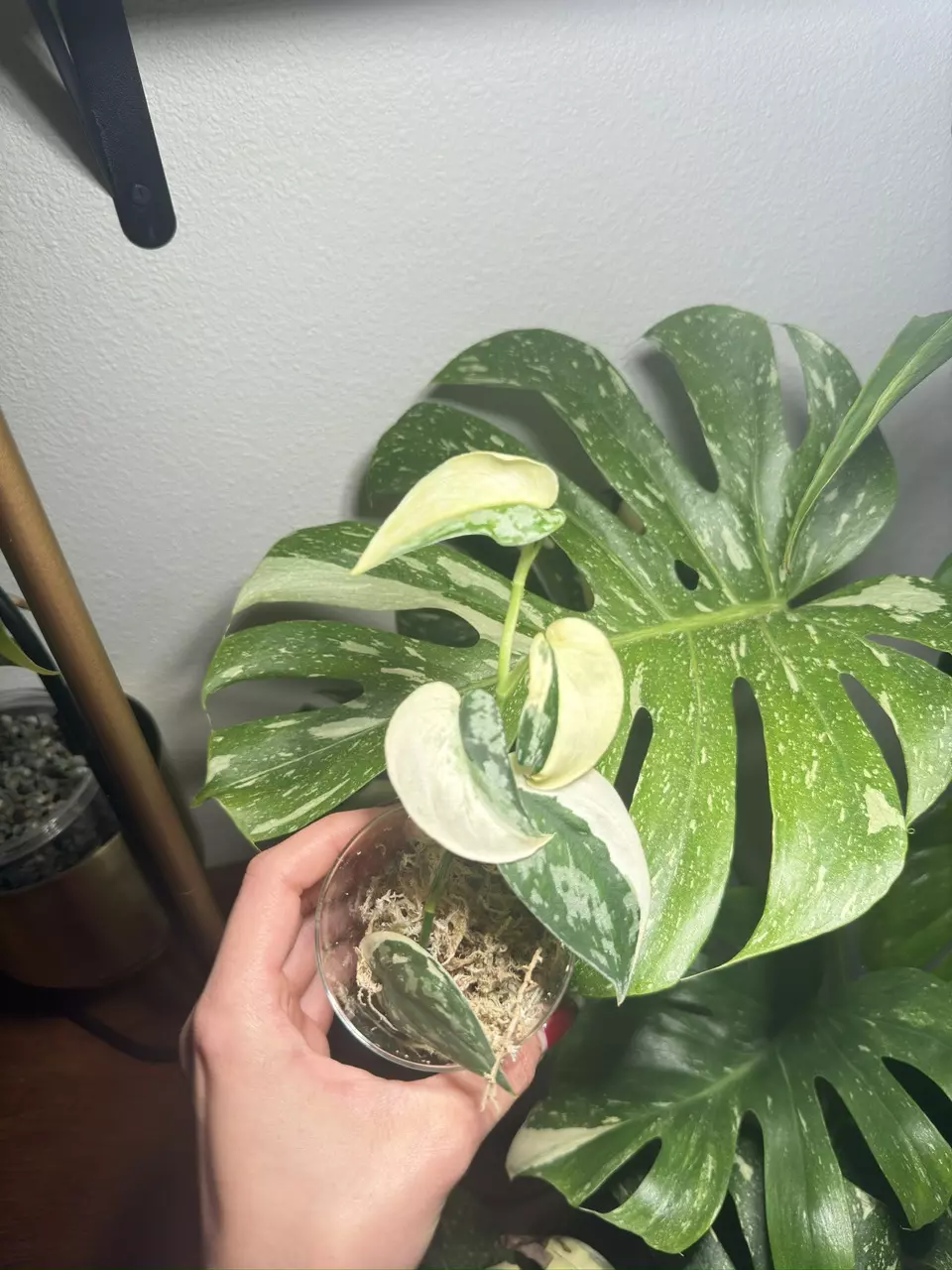 Var Skindapsus Mayari thumbnail