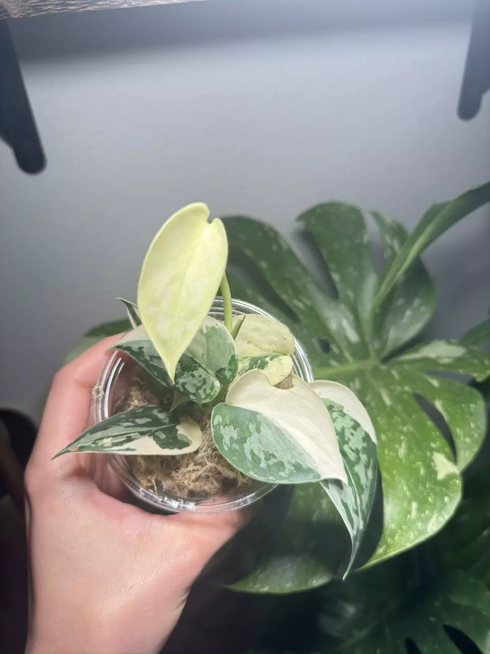 Var Scindapsus Mayari thumbnail