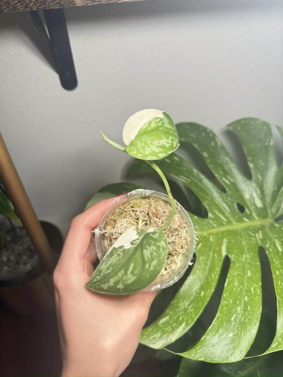 Var Scindapsus Mayari thumbnail