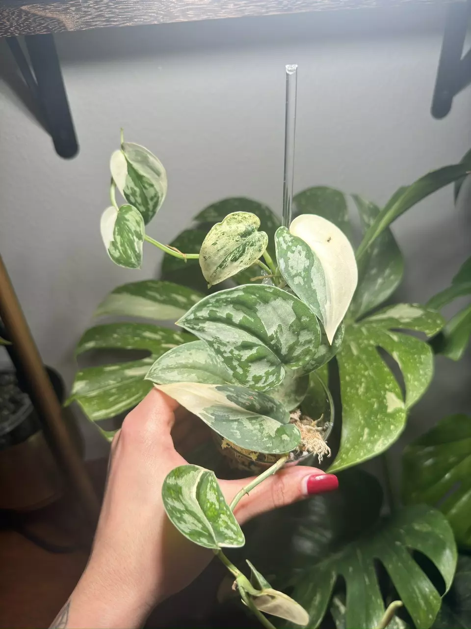 Var Scindapsus Mayari thumbnail