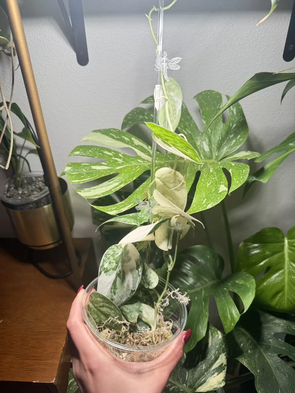 Var Scindapsus Mayari thumbnail