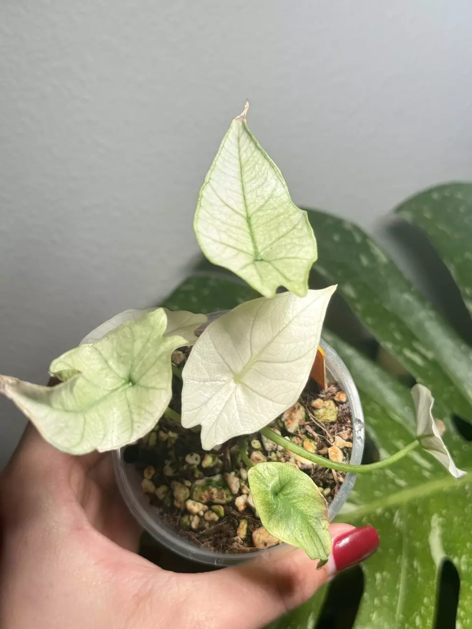 Alocasia Simpo Mint thumbnail
