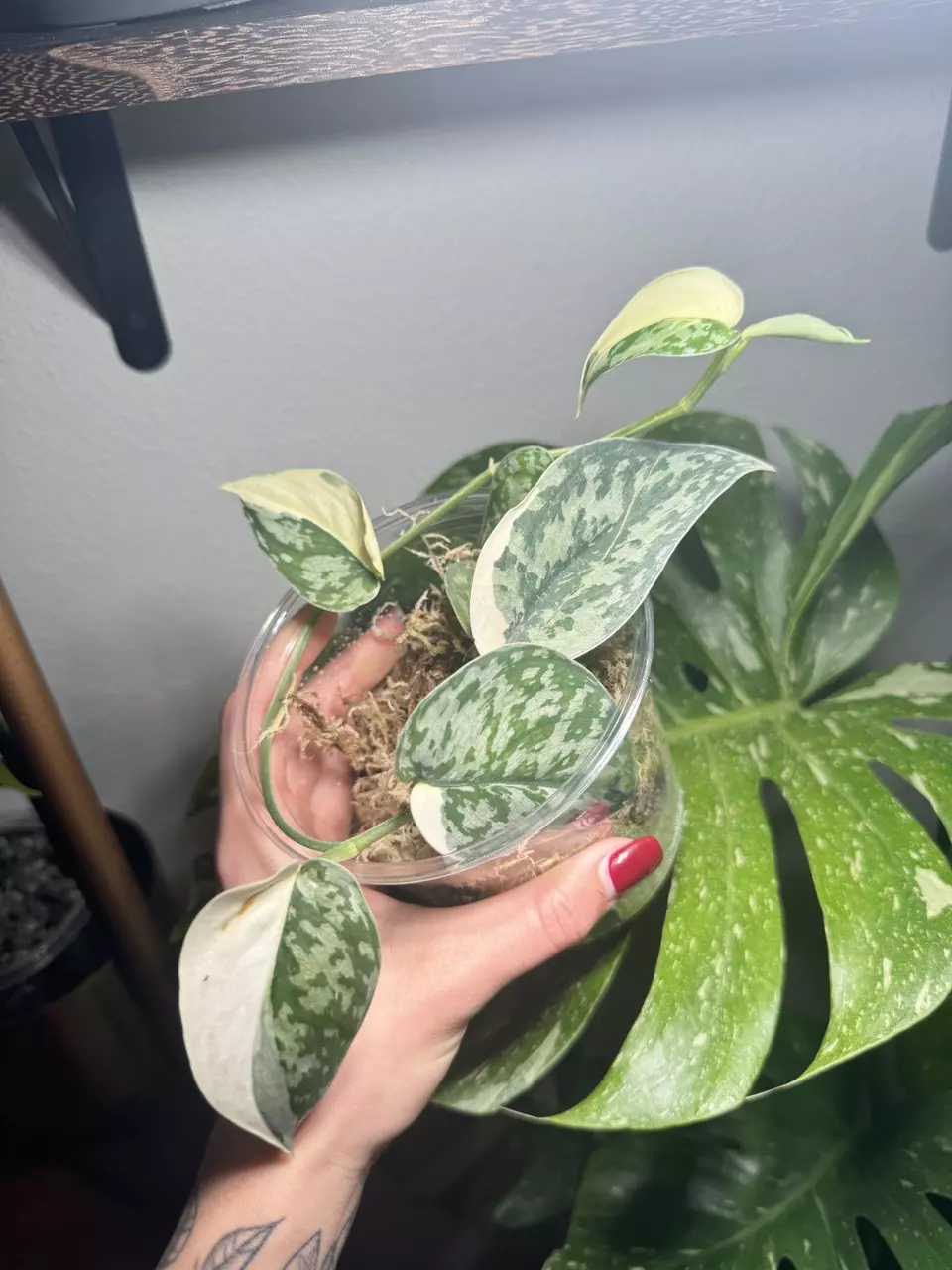 Var Scindapsus Mayari thumbnail