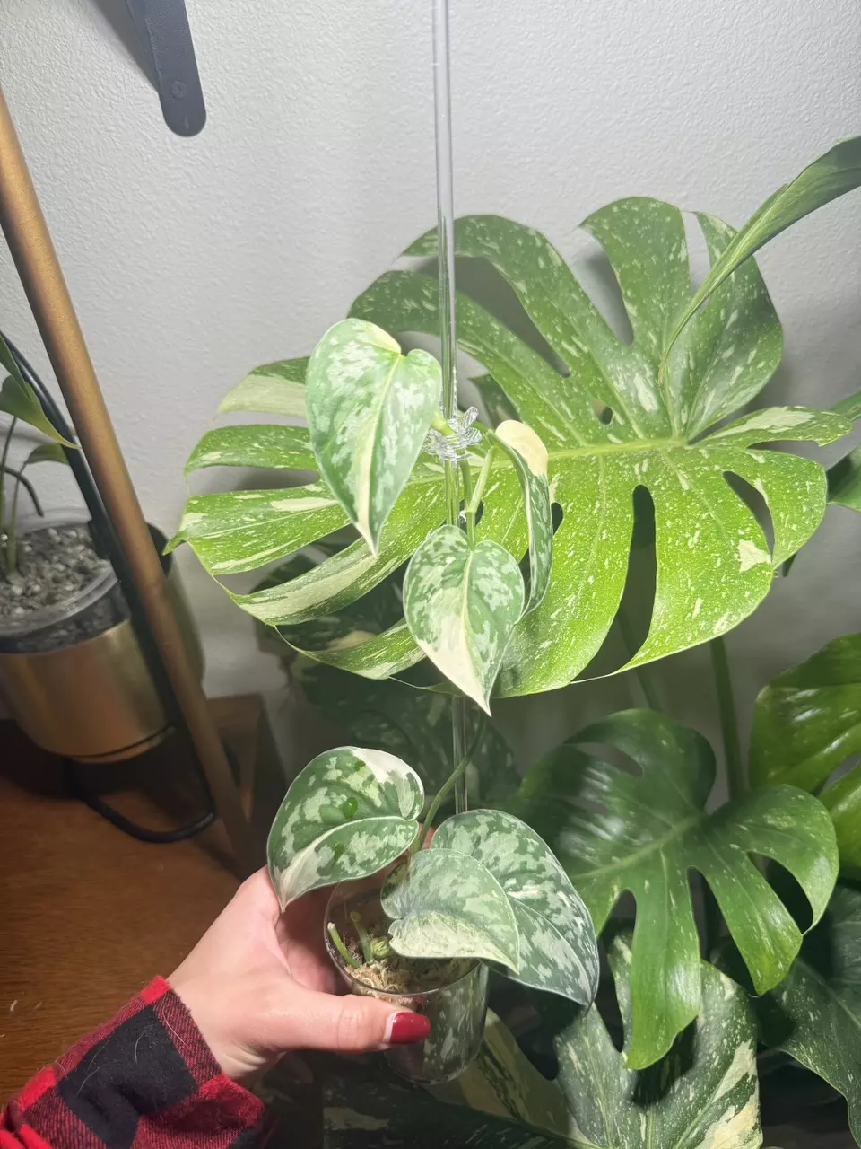 Var Skindapsus Mayari  thumbnail