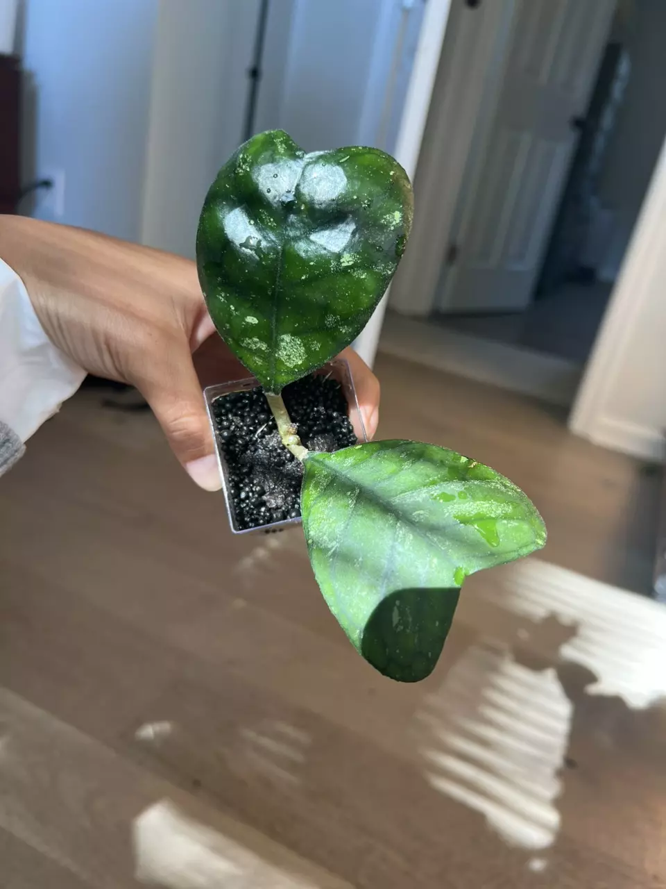 Hoya Deykeae Splash thumbnail