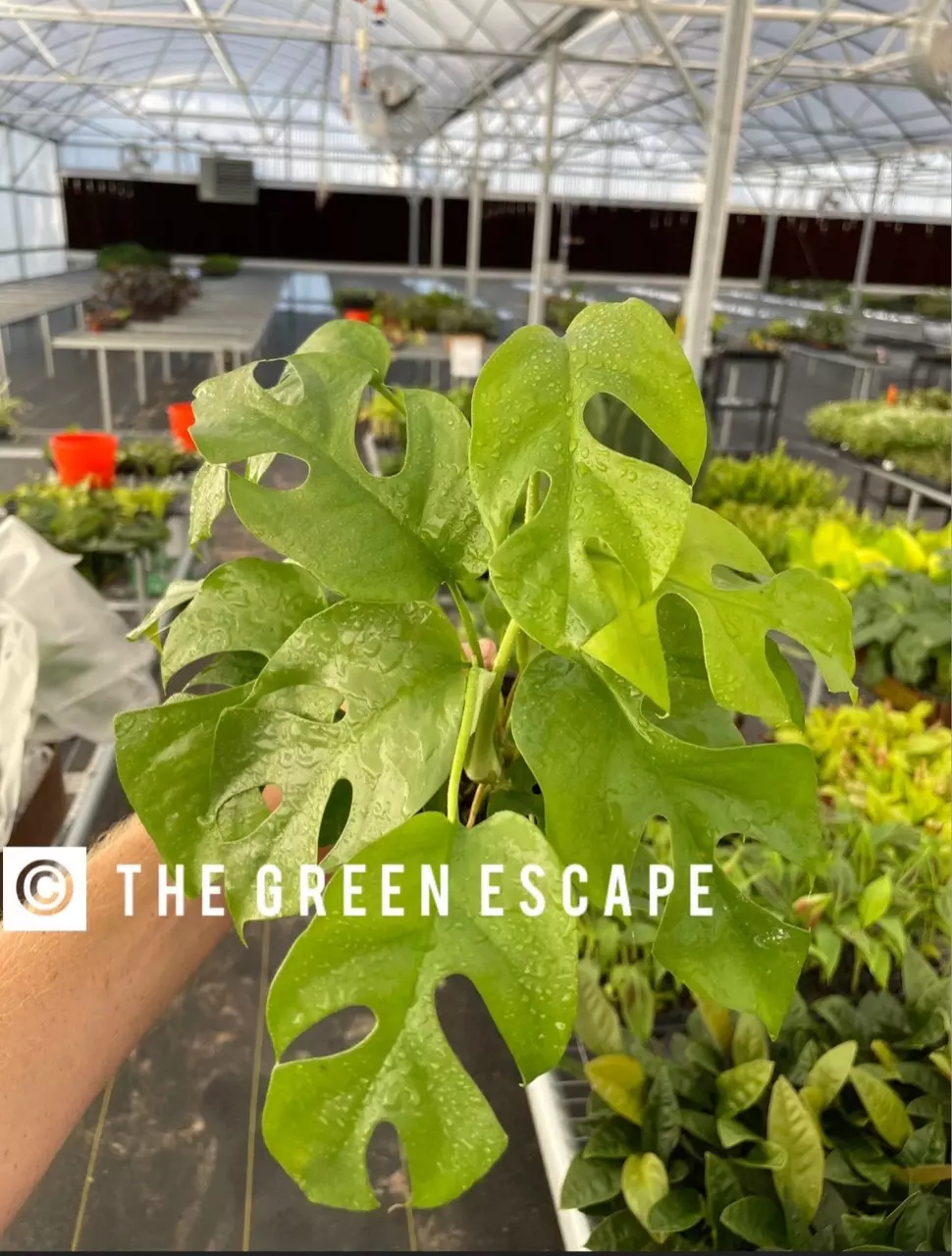 Rhaphidaphora tetrasperma 4” pot growers choice thumbnail