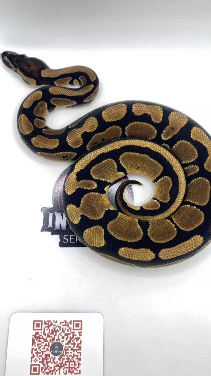 Normal ball python HET pie bald FEMALE thumbnail