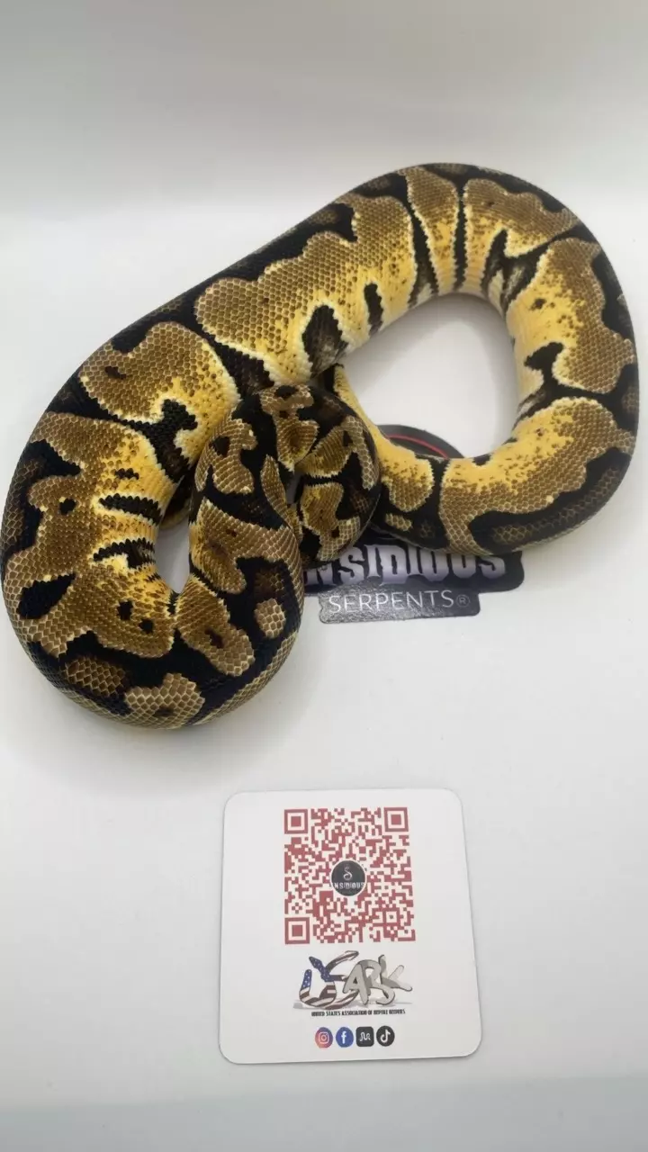 Pastel ball python female thumbnail