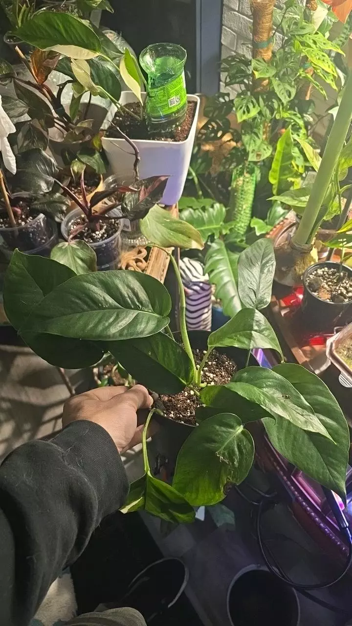 Epipremnum Pinnatum Albo thumbnail