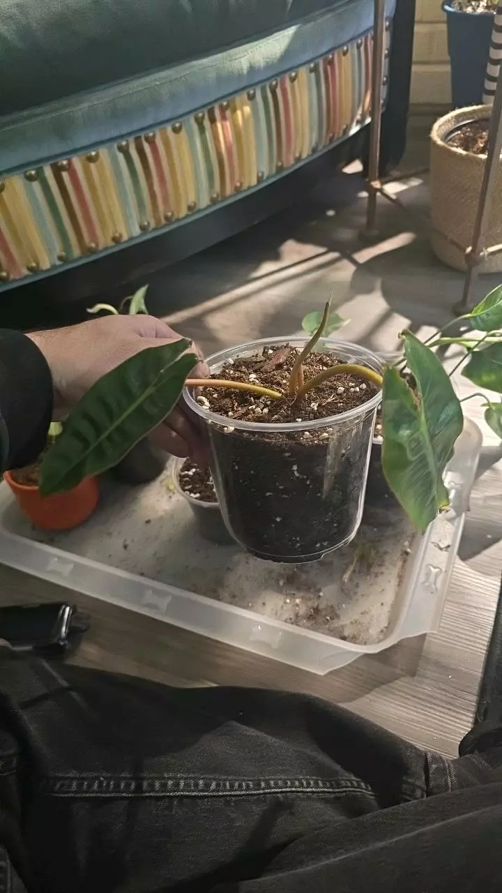 Philodendron Billietiae 4" thumbnail