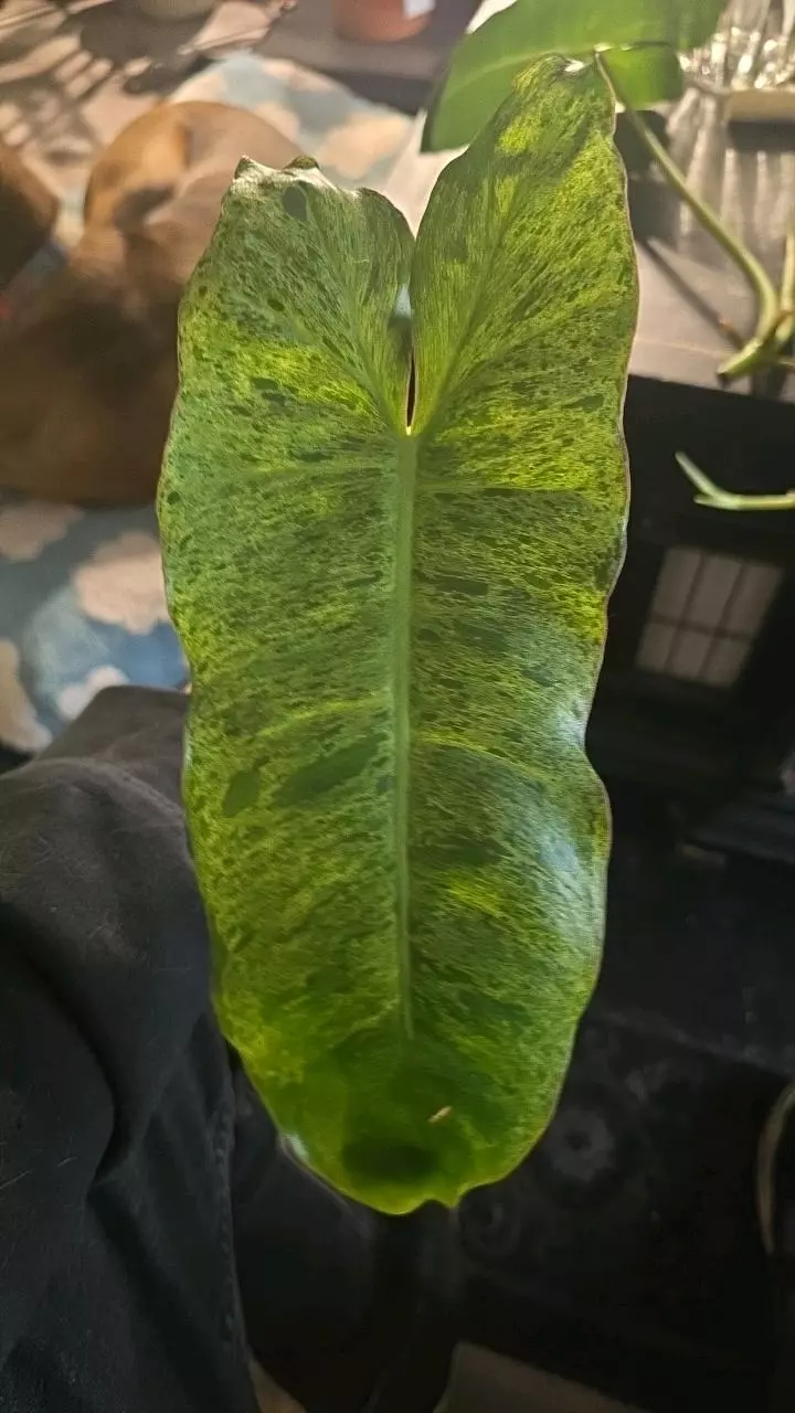 2x Philodendron Paraiso Verde cuttings thumbnail