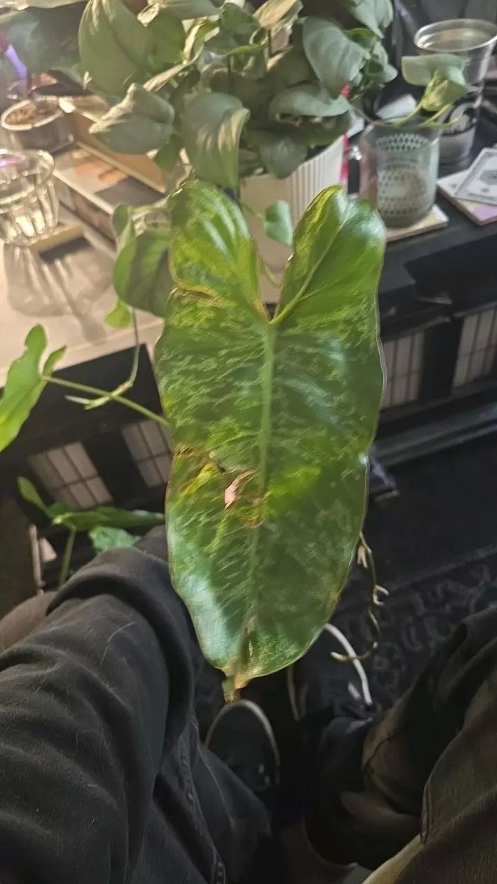 3x Philodendron Paraiso Verde cuttings thumbnail