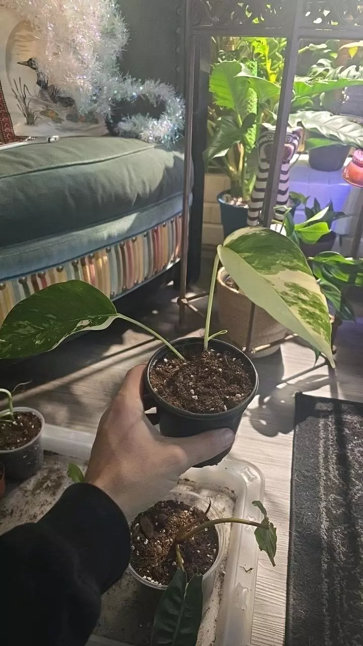 Epipremnum Pinnatum Albo 4" thumbnail