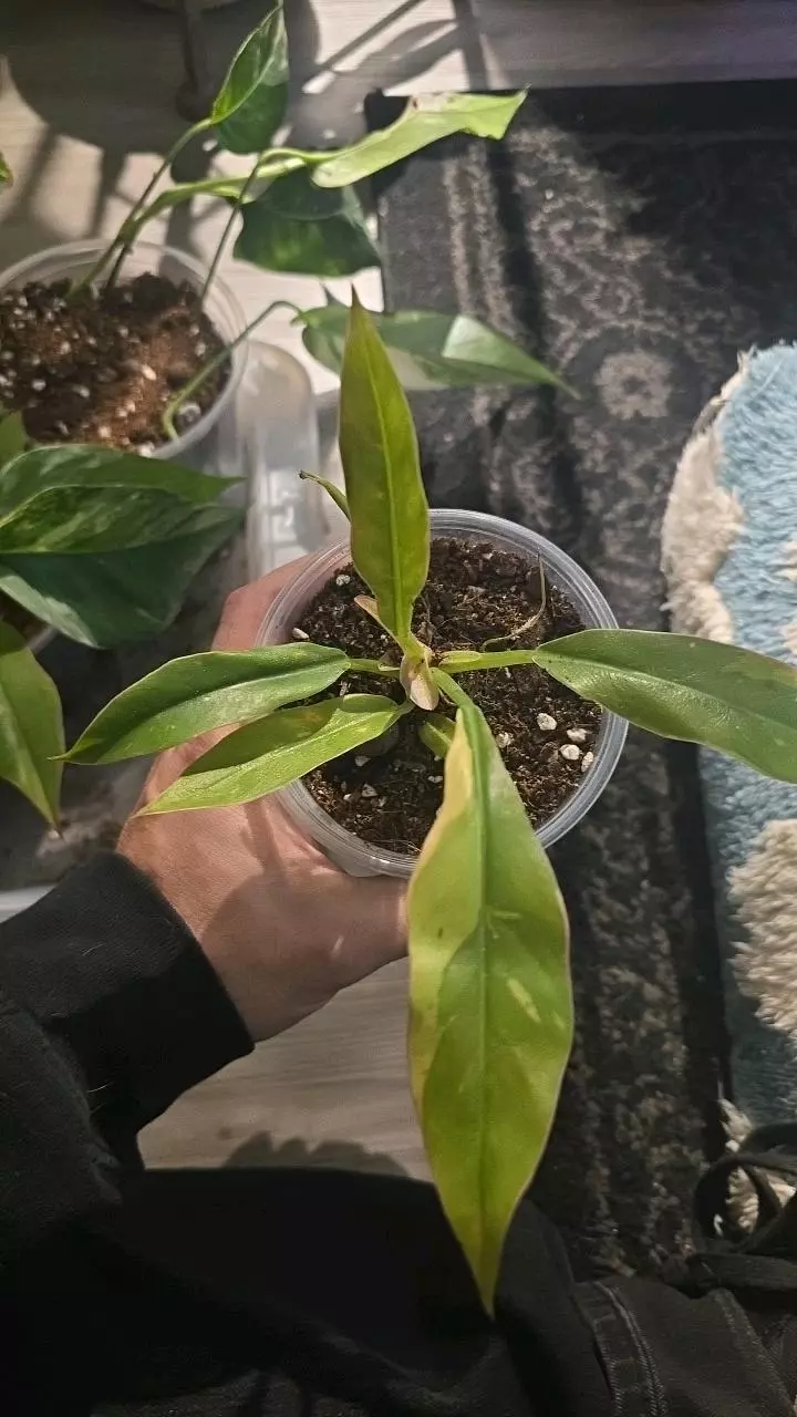 Philodendron Ring of Fire 4'' thumbnail